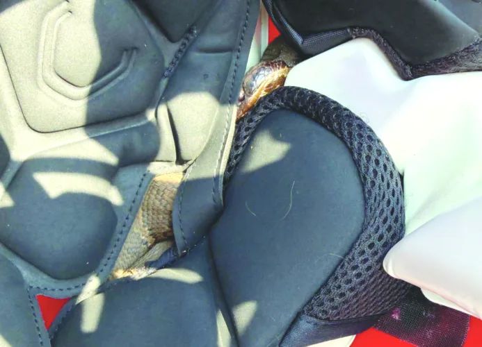 Prep gridder goes an hour with deadly snake in helmet